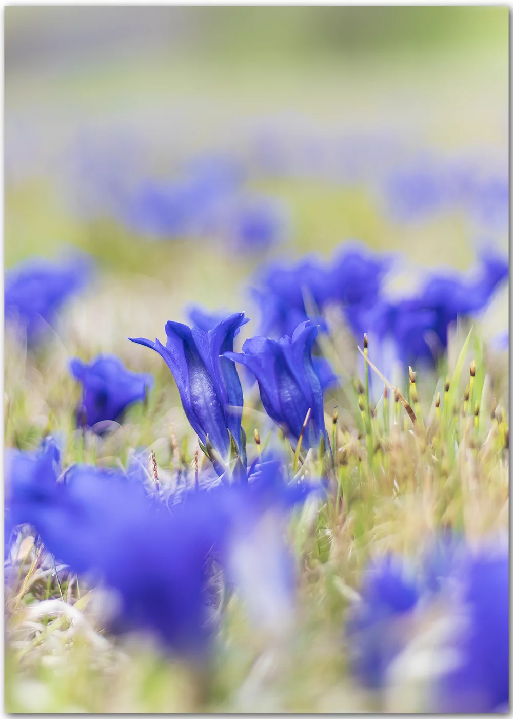 Poster mit Kunstfotografie von einer Wiese mit blauen Enzianblüten Poster mit Kunstfotografie von einer Wiese mit blauen Enzianblüten