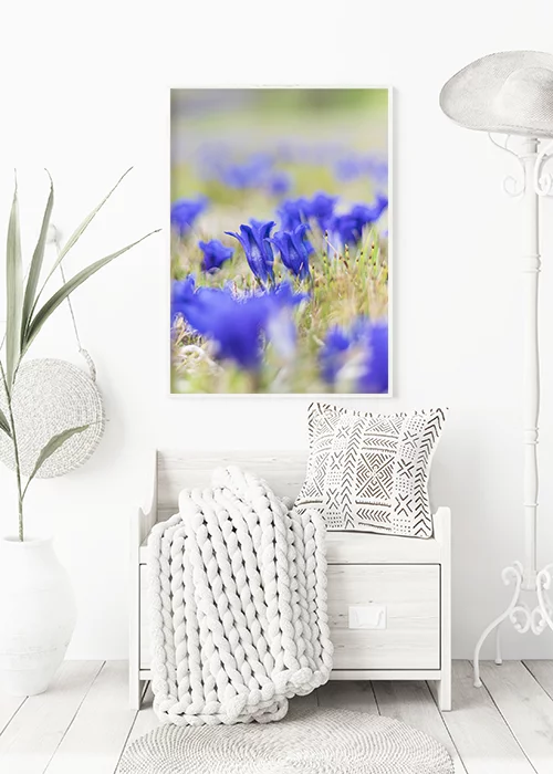 Poster mit Kunstfotografie von einer Wiese mit blauen Enzianblüten in einem Flur