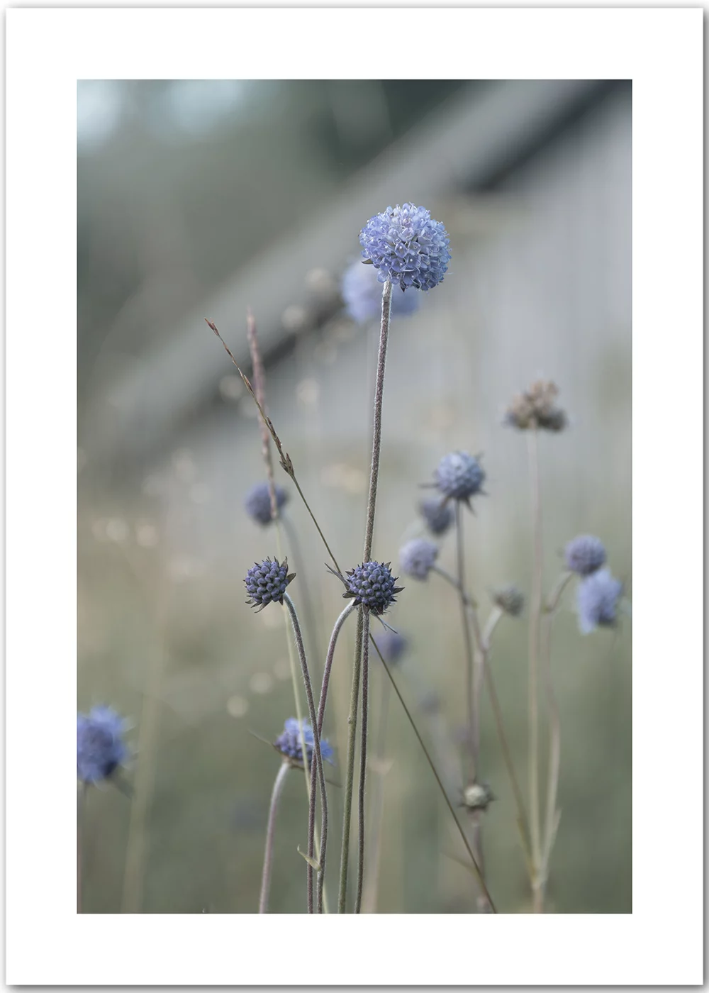 Poster mit blauen Wiesenblumen in grünem Gras vor einem bayerischen Holzschuppen Poster mit blauen Wiesenblumen in grünem Gras vor einem bayerischen Holzschuppen