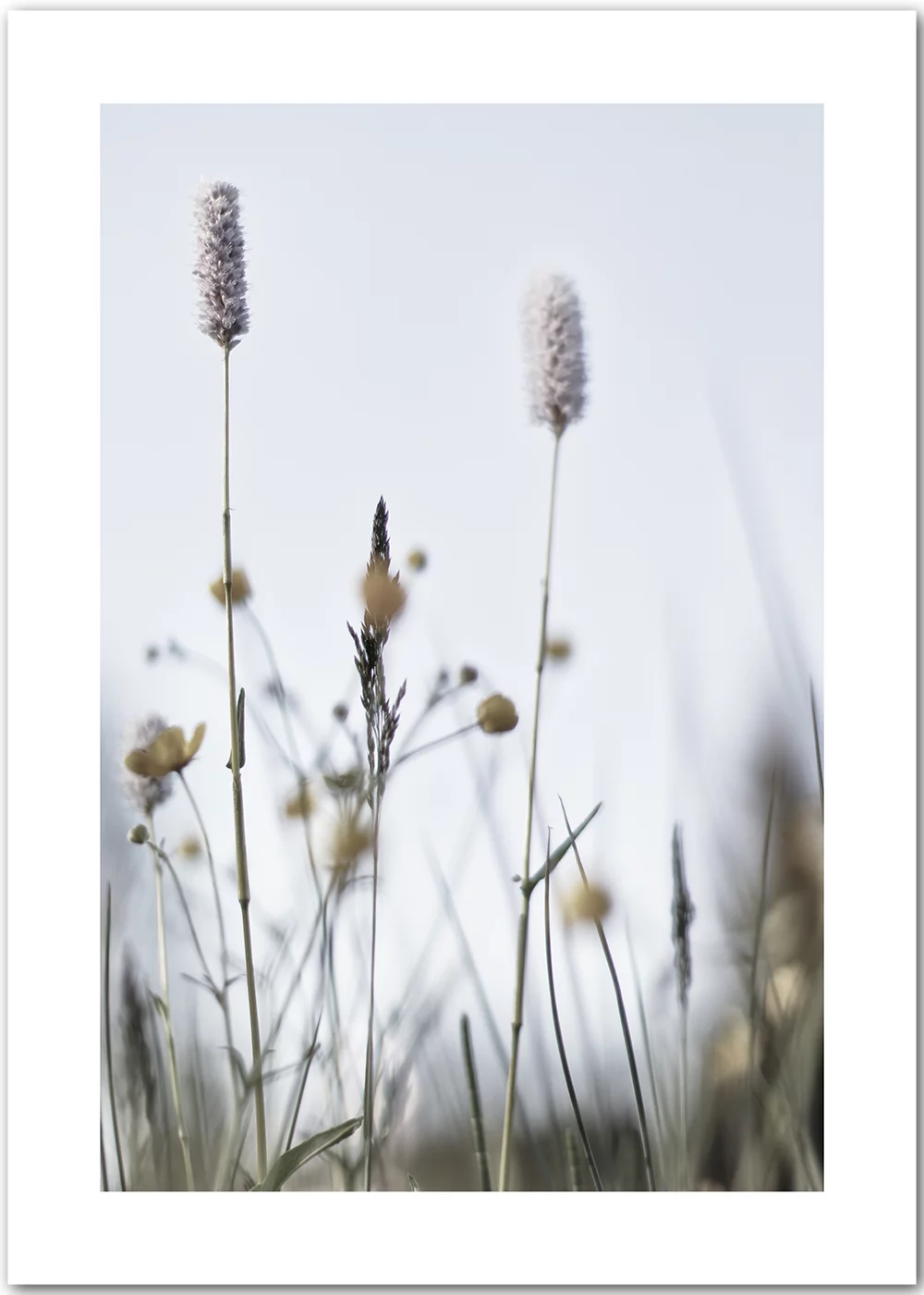 Poster mit einer Frühlingswiese im Gegenlicht Poster mit einer Frühlingswiese im Gegenlicht