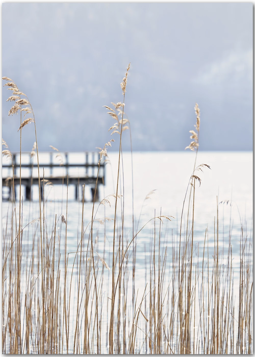 Poster vom Kochelsee mit Schilf und Steg