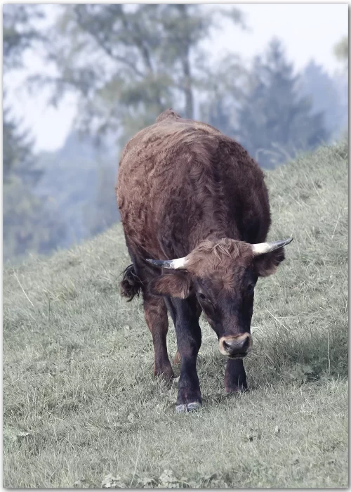 Poster mit Murnau-Werdenfelser Rind an einem Berghang