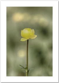 Poster mit einer gelben Trollblume