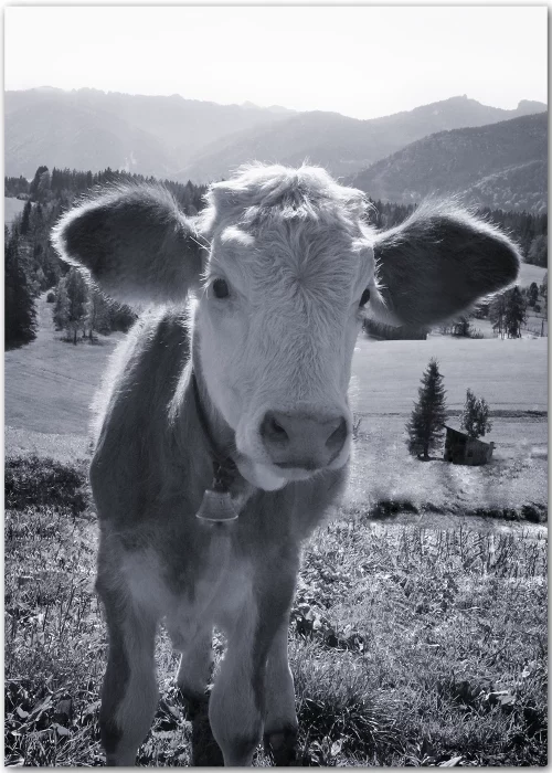 Poster mit Kuh in schwarz-weiß