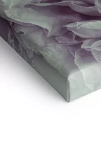 Wandbild mit einer romantischen Pfingstrose in rosa-weiß auf Leinwand