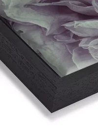 Wandbild mit einer romantischen Pfingstrose in rosa-weiß auf Leinwand mit einem schwarzen Rahmen