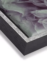 Wandbild mit einer romantischen Pfingstrose in rosa-weiß auf Leinwand mit einem schwarz-silbernen Rahmen