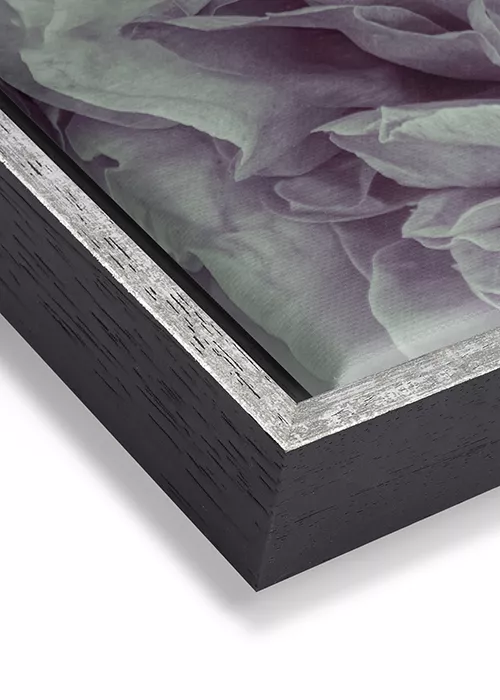 Wandbild mit einer romantischen Pfingstrose in rosa-weiß auf Leinwand mit einem schwarz-silbernen Rahmen