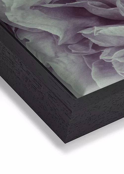 Wandbild mit einer romantischen Pfingstrose in rosa-weiß auf Leinwand mit einem schwarzen Rahmen