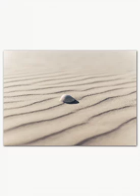 Muschel im Sand | Poster