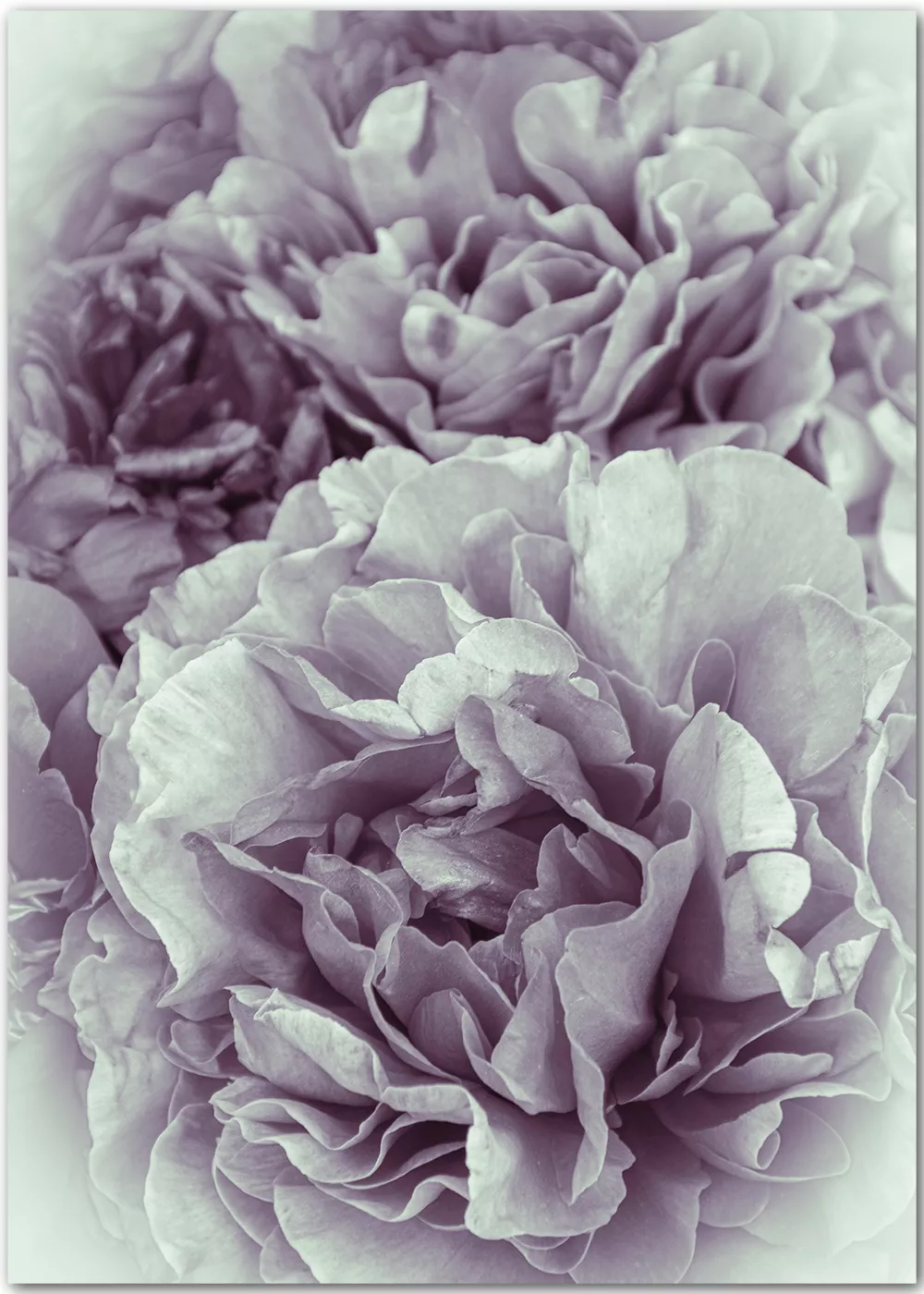 Poster Romantische Rosen   Blumenposter   die posterschmiede