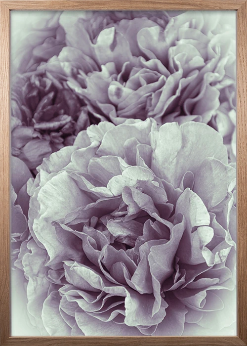 Poster mit einer romantischen Pfingstrose in rosa-weiß in einem Eiche-Rahmen