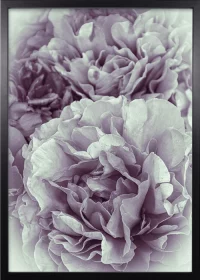 Poster mit einer romantischen Pfingstrose in rosa-weiß in einem schwarzen Rahmen Poster mit einer romantischen Pfingstrose in rosa-weiß in einem schwarzen Rahmen