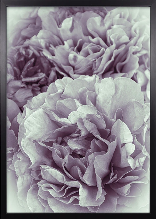 Poster mit einer romantischen Pfingstrose in rosa-weiß in einem schwarzen Rahmen Poster mit einer romantischen Pfingstrose in rosa-weiß in einem schwarzen Rahmen