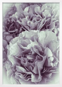 Poster mit einer romantischen Pfingstrose in rosa-weiß in einem weißen Rahmen