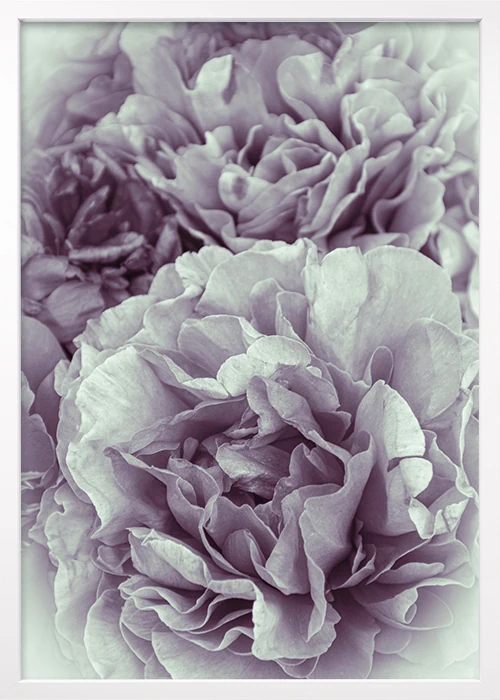 Poster mit einer romantischen Pfingstrose in rosa-weiß in einem weißen Rahmen