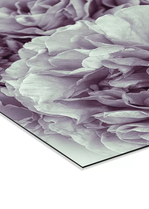 Wandbild mit einer romantischen Pfingstrose in rosa-weiß auf AluDibond