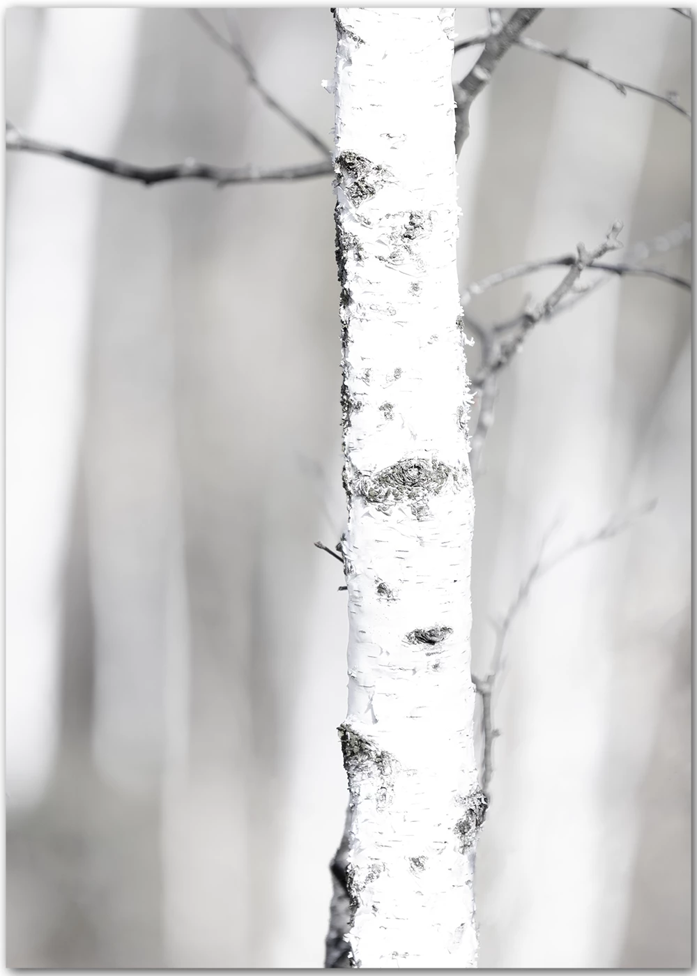 Poster mit einem weißen Birkenstamm