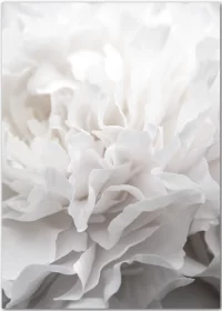 Poster mit einer weißen Pfingstrosenblüte in Großaufnahme