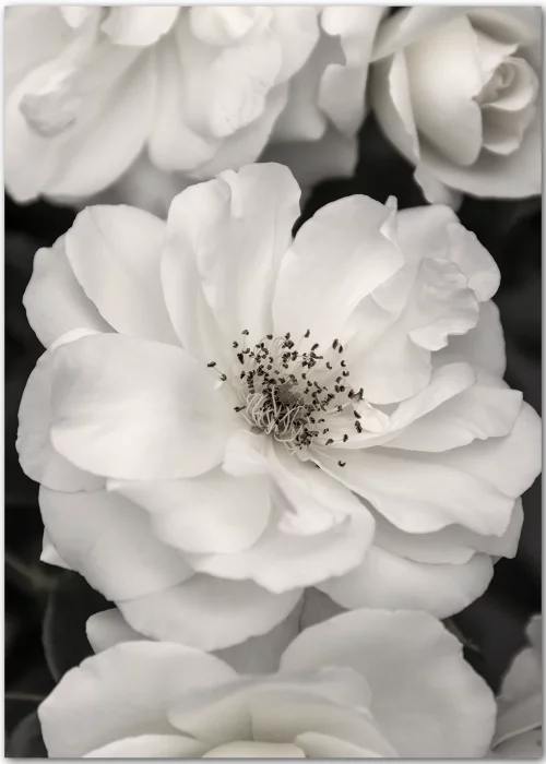 Poster mit weißer Blüte einer Wildrose