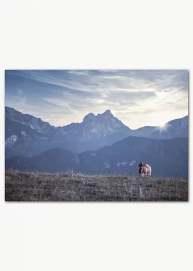 Poster mit einer "einsamen" Kuh auf einer Wiese in den Alpen