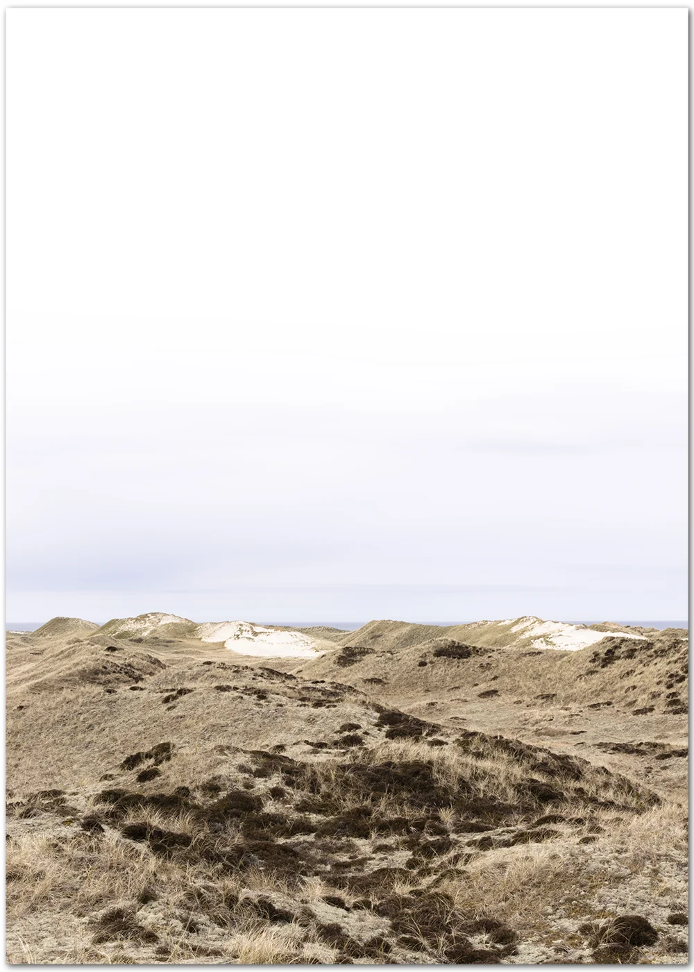 Poster mit Blick über eine mit Heide bewachsene Düne