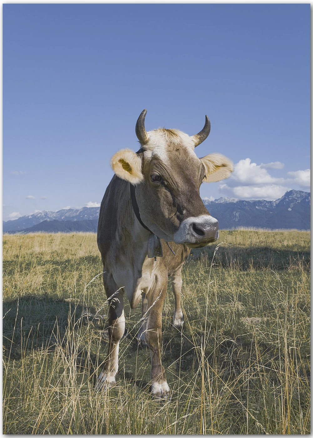 Poster mit einem Bullen auf einer grünen Wiese in den Alpen Poster mit einem Bullen auf einer grünen Wiese in den Alpen