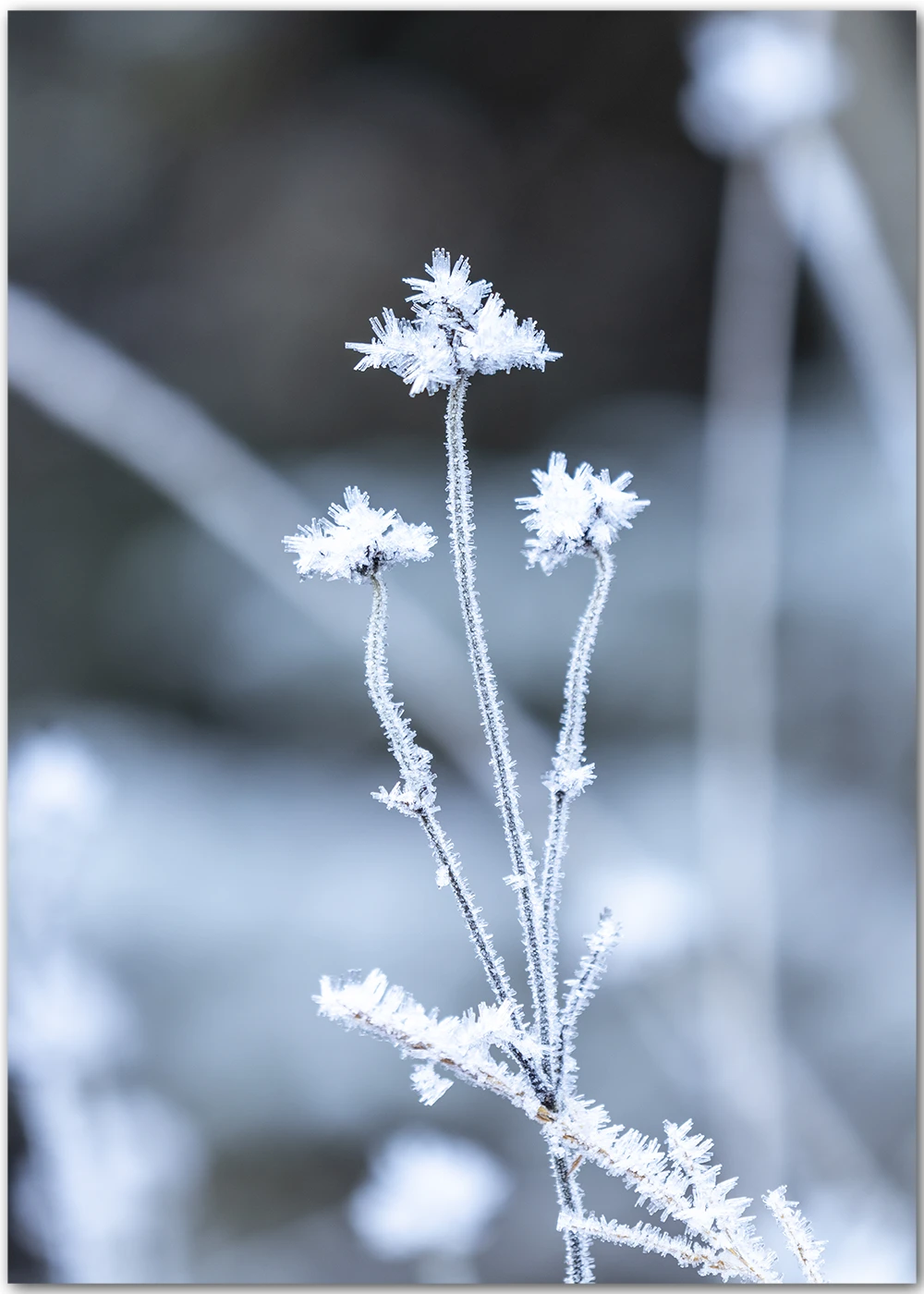 Poster mit gefrorenen Gräserblüten vor einem eisblauen Hintergrund Poster mit gefrorenen Gräserblüten vor einem eisblauen Hintergrund