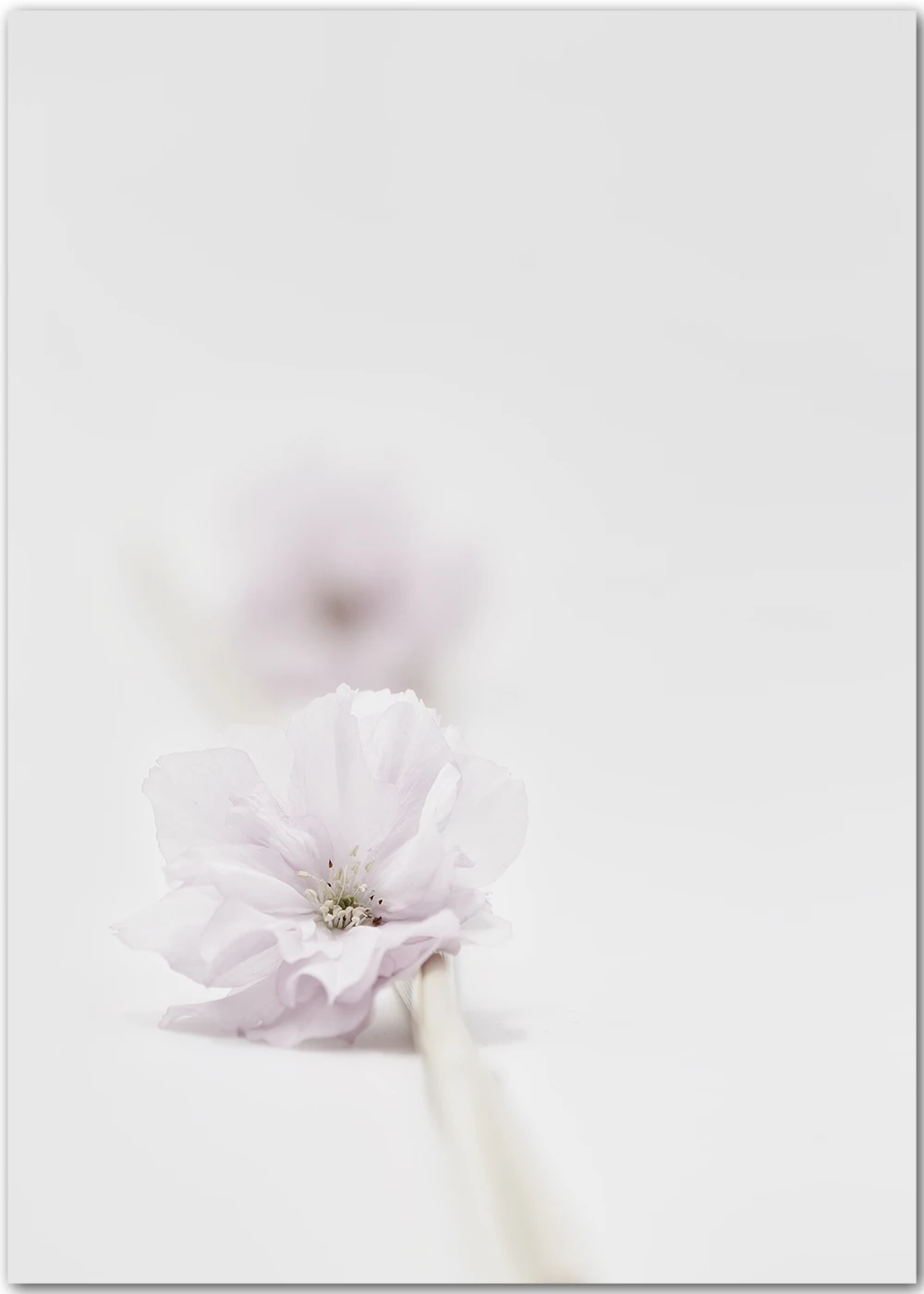 Poster mit einer japanischen Kirschblüte in dezentem Rosa Poster mit einer japanischen Kirschblüte in dezentem Rosa