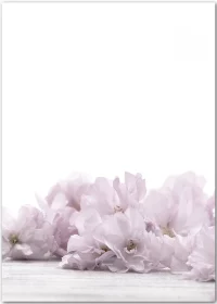 Poster mit zarten rosa Kirschblüten