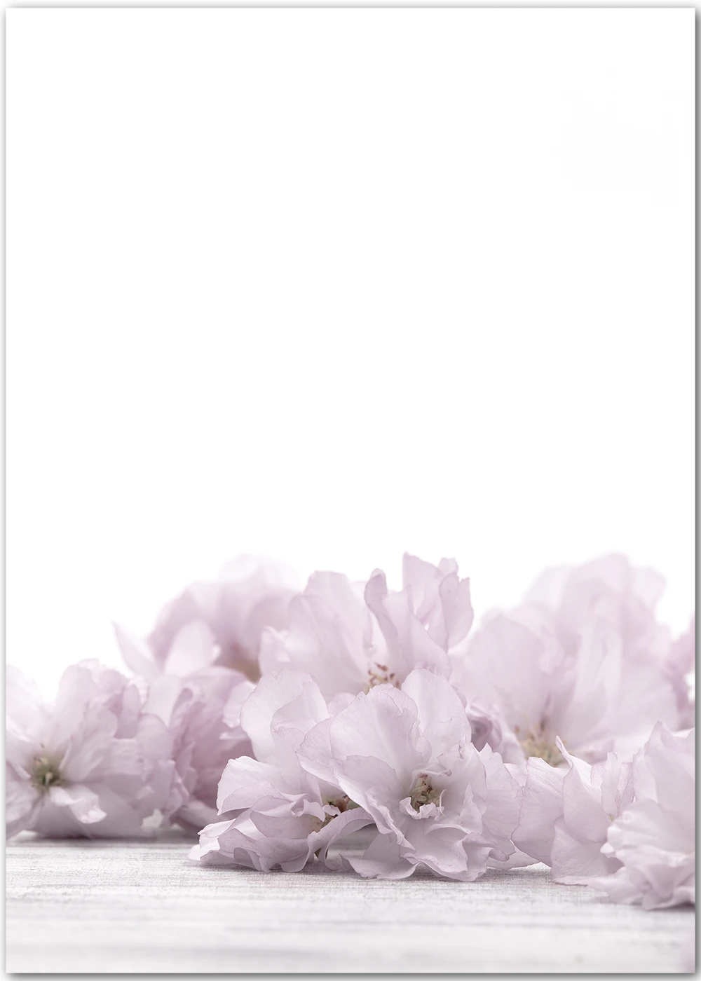 Poster mit zarten rosa Kirschblüten