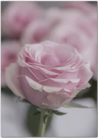 Poster mit einer rosafarbenen Rosenblüte in Großaufnahme