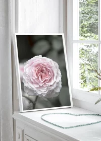 Poster mit rosa Blüte einer Wildrose in voller Pracht in einem Fensterrahmen