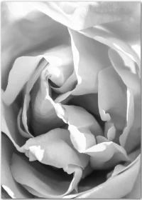 Poster in Schwarz-Weiß mit einer Rosenblüte in Nahaufnahme