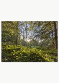 Poster mit einem spätsommerlichen Wald in spannender Perspektive und einem Sonnenstern