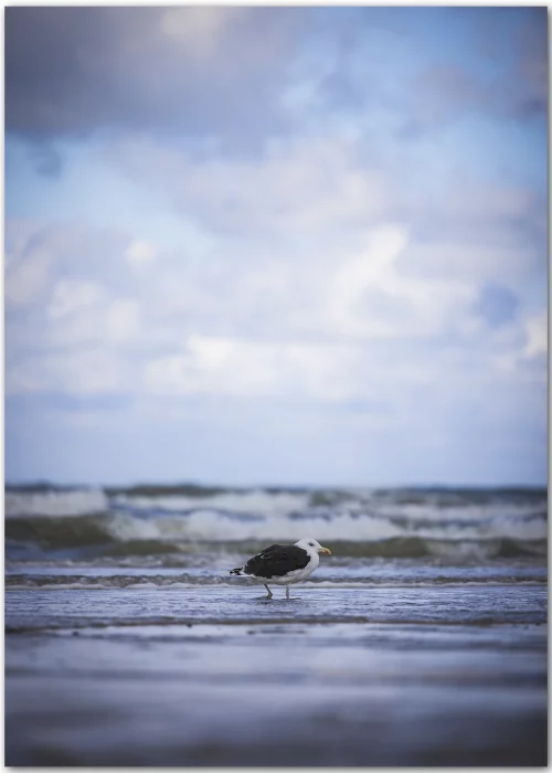 Poster mit einer kleinen Seemöwe am Strand von Dänemark