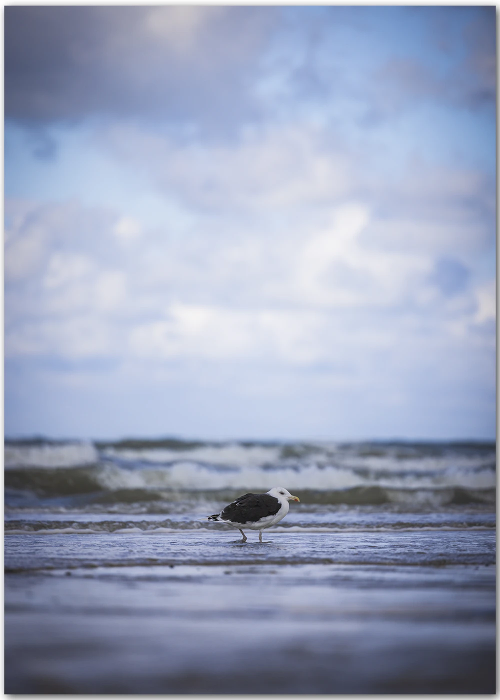 Poster mit einer kleinen Seemöwe am Strand von Dänemark Poster mit einer kleinen Seemöwe am Strand von Dänemark