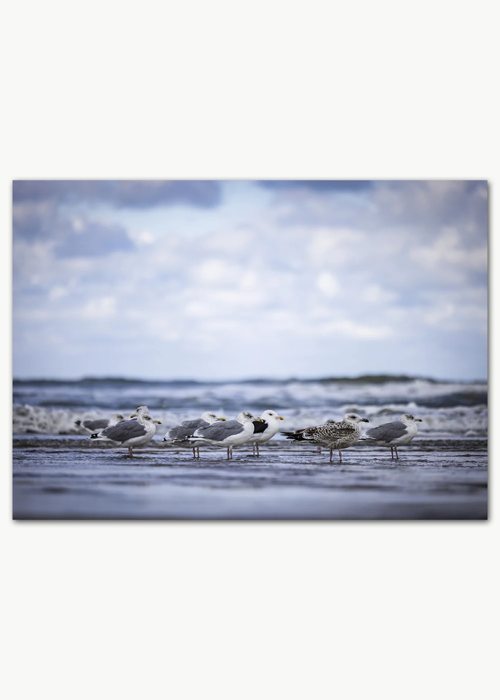 Poster mit einer Gruppe von Möwen am Meer Poster mit einer Gruppe von Möwen am Meer