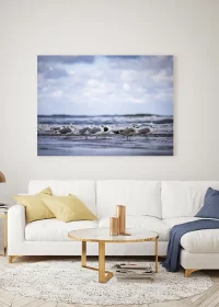 Poster mit einer Gruppe von Möwen am Meer auf AluDibond über einem Sofa