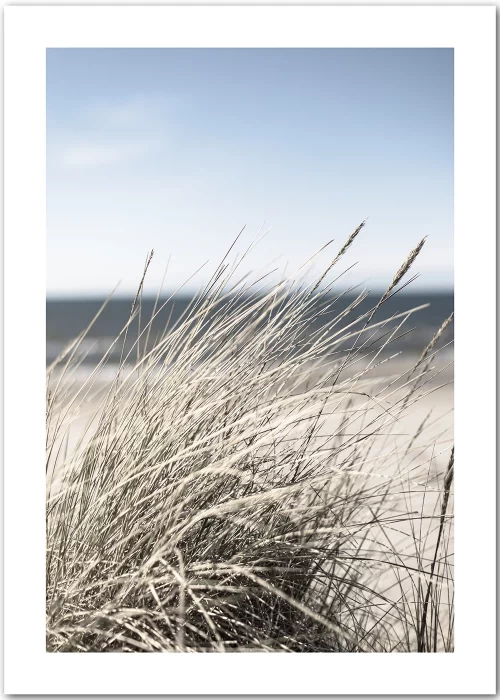 Poster mit Strandgras im Wind