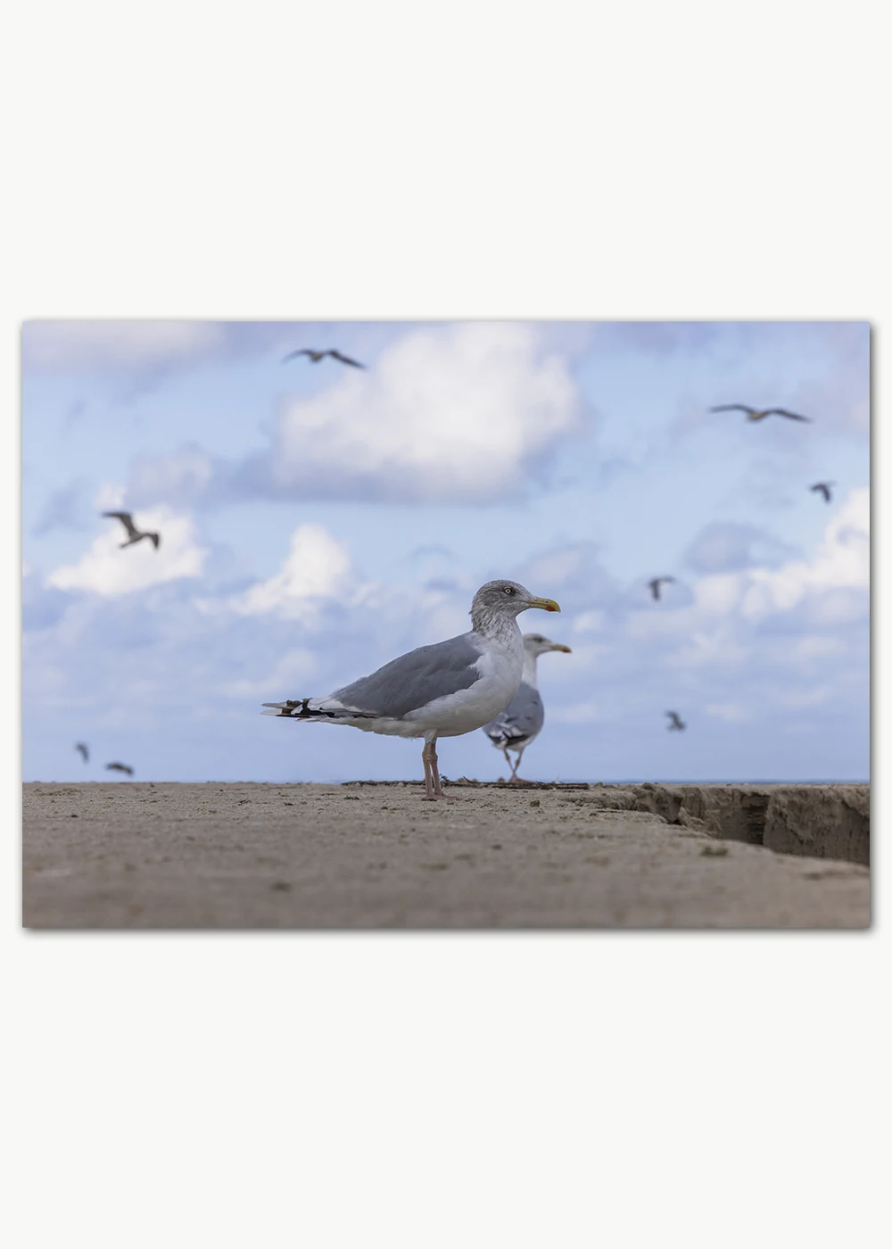 Ein Poster mit Möwen am Strand Ein Poster mit Möwen am Strand