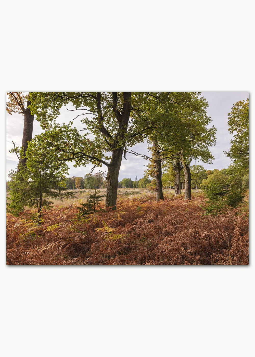 Hochwertiges Poster mit Eichen im Herbst Hochwertiges Poster mit Eichen im Herbst