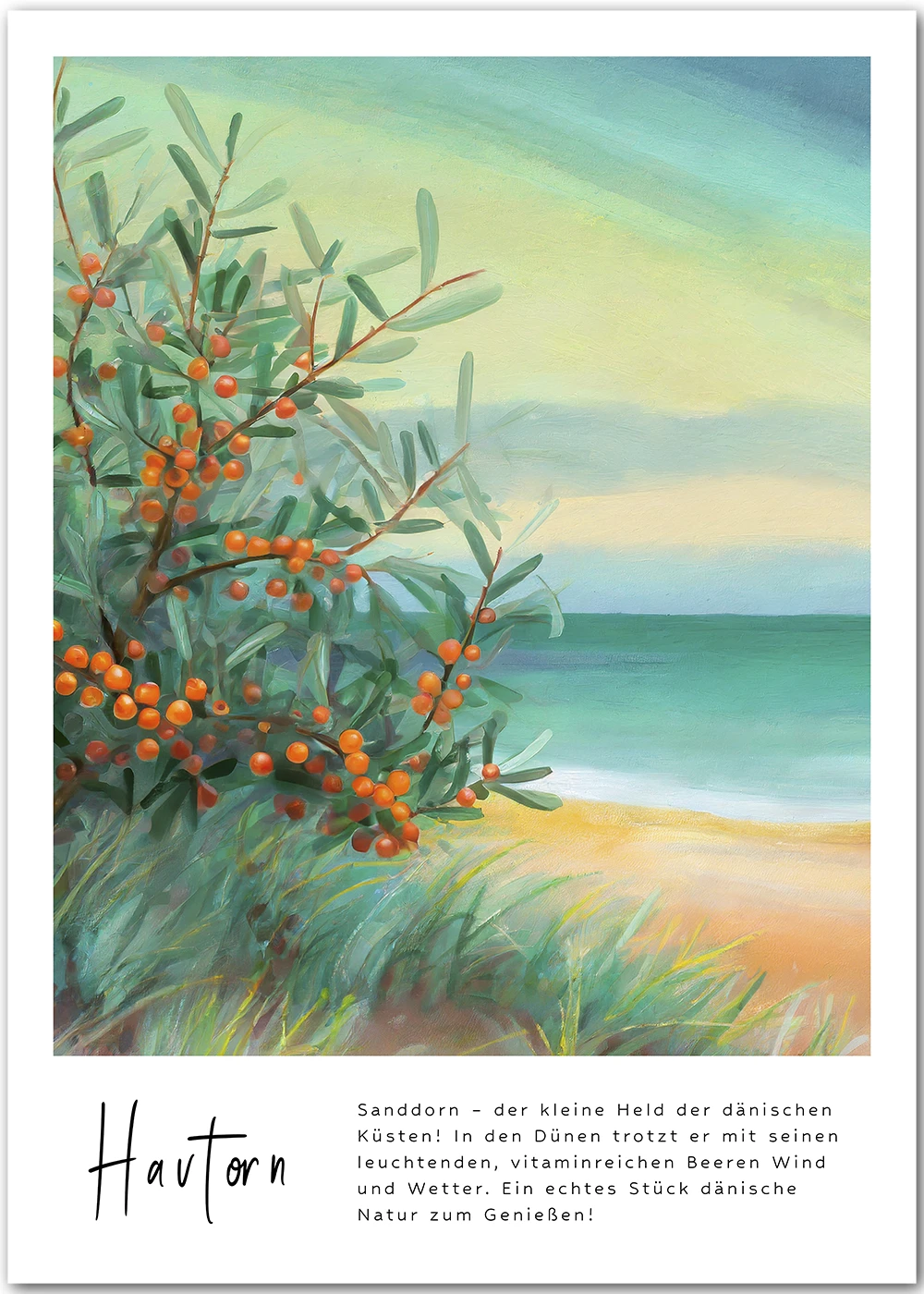 Poster mit Sanddorn, auf dänisch Havtorn, in den Dünen am Strand