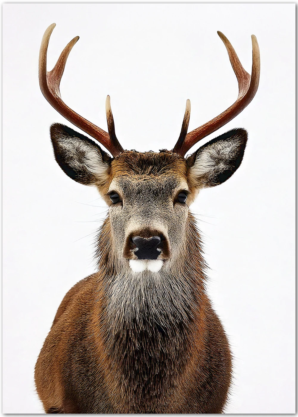 Minimalistisches Poster mit einem Hirsch. Minimalistisches Poster mit einem Hirsch.