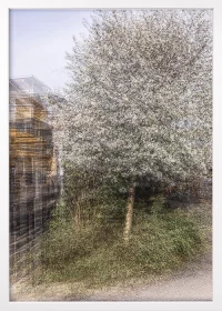 Wandbild, Rahmen weiß, mit einer abstrakten Darstellung eines Apfelbaums in voller Blüte Wandbild, Rahmen weiß, mit einer abstrakten Darstellung eines Apfelbaums in voller Blüte