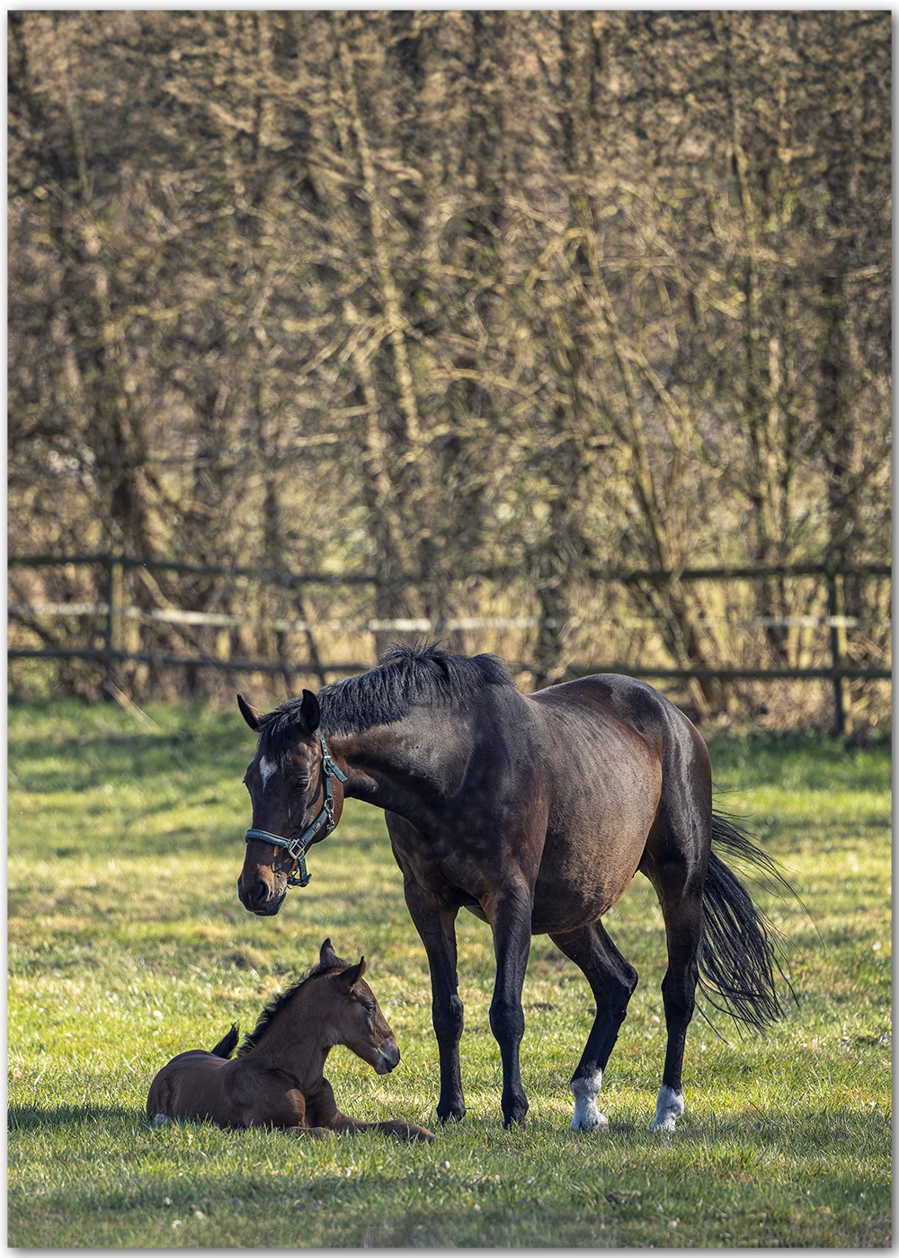 Behütet ist ein Pferdebild von einem Fohlen mit seiner Mutter. Behütet ist ein Pferdebild von einem Fohlen mit seiner Mutter.