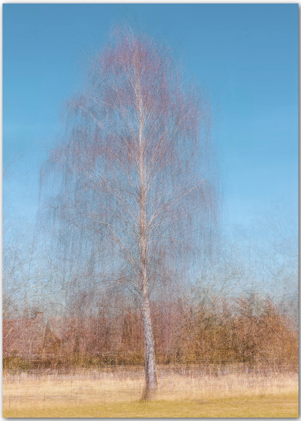 Birkentraum - eine impressionistische Fotografie einer Birke. Birkentraum - eine impressionistische Fotografie einer Birke.