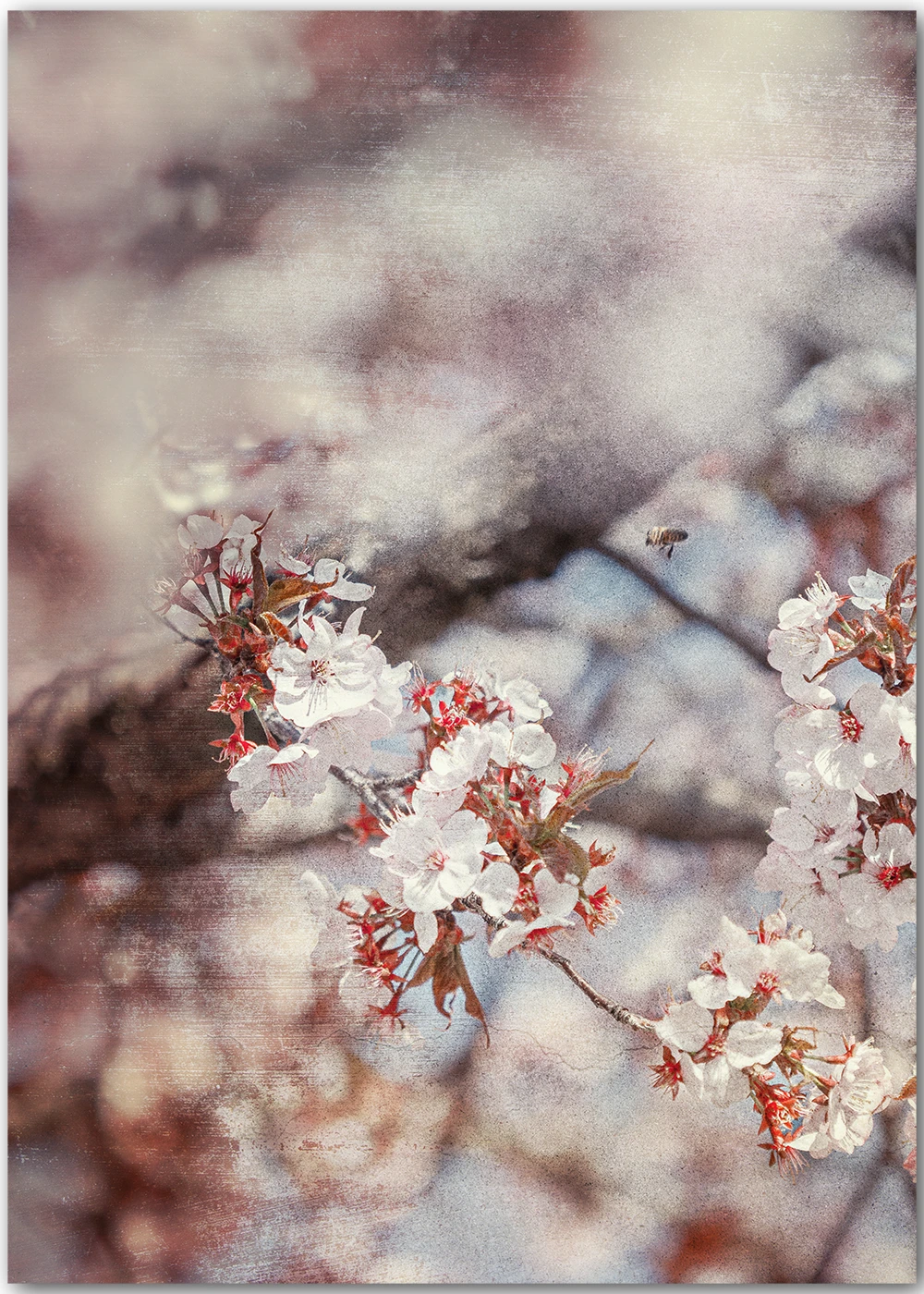Fotografie von Zweigen mit Kirschblüten und einer kleinen Biene. Impressionistische Fotografie von Zweigen mit Kirschblüten und einer kleinen Biene.