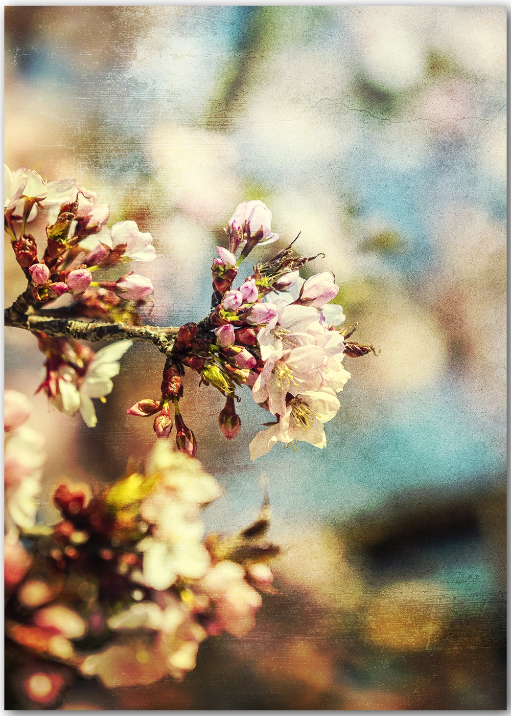Impressionistische Fotografie einer Kirschblüte im Vintage-Stil.