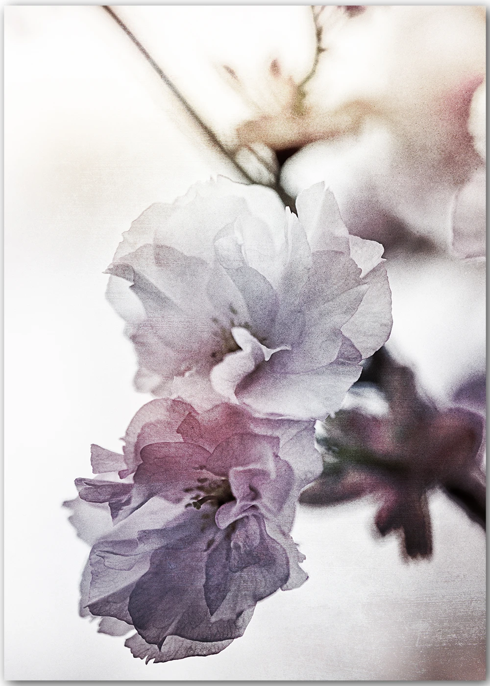 Impressionistische Fotografie einer Kirschblüte im Vintage-Stil. Impressionistische Fotografie einer Kirschblüte im Vintage-Stil.